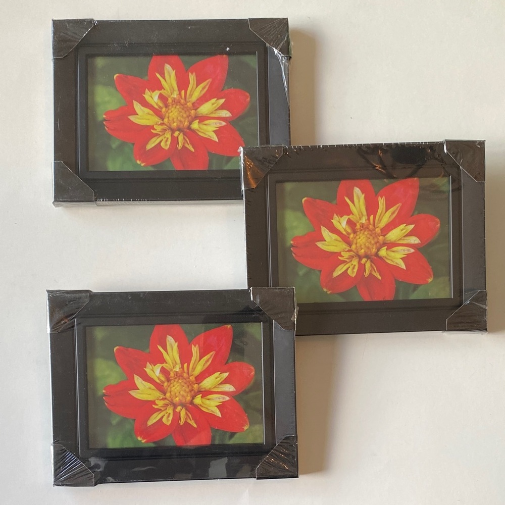 Nexxt Black Picture Frame Set (3) with Vibrant Floral Art